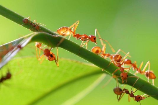 infestação de formigas