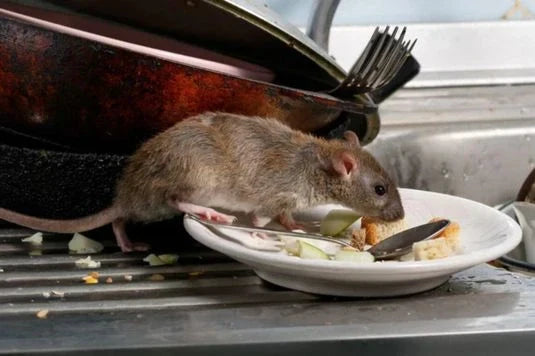 rato na cozinha