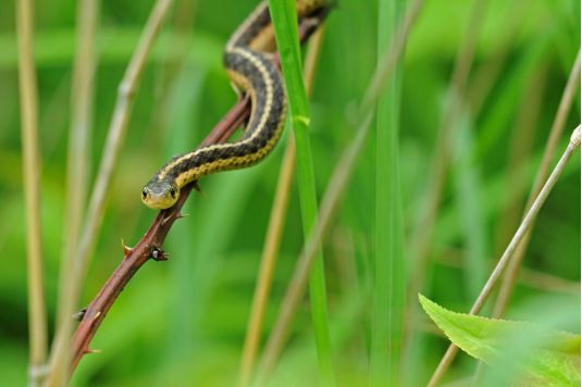 Afastar cobras e serpentes