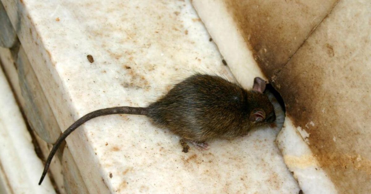 rato doméstico a entrar dentro de casa