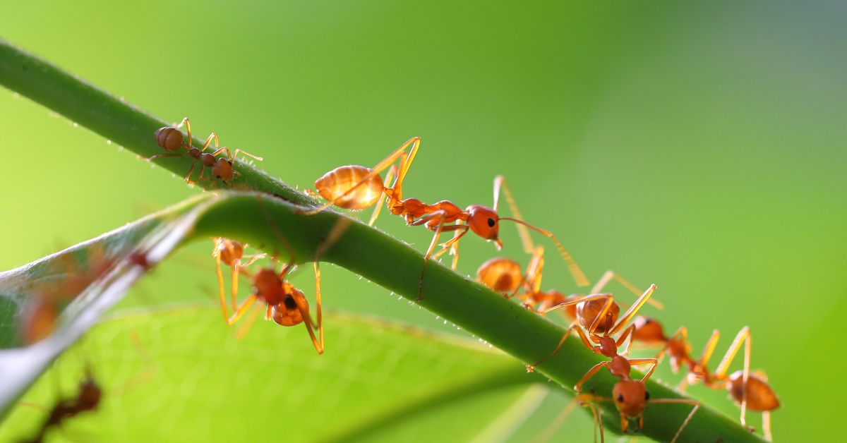 formigas no jardim