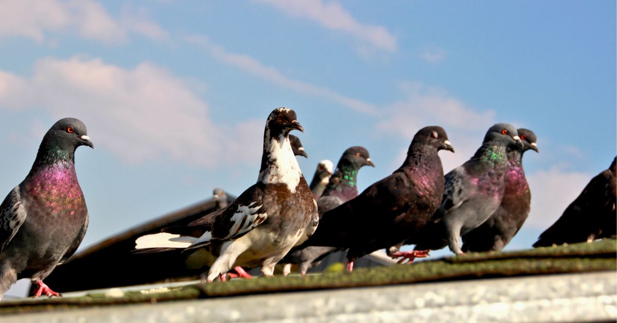 infestação de pombos na varanda