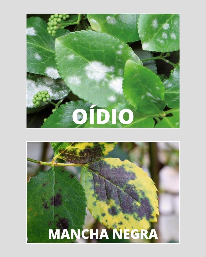 fungos oídio e mancha negra nas plantas