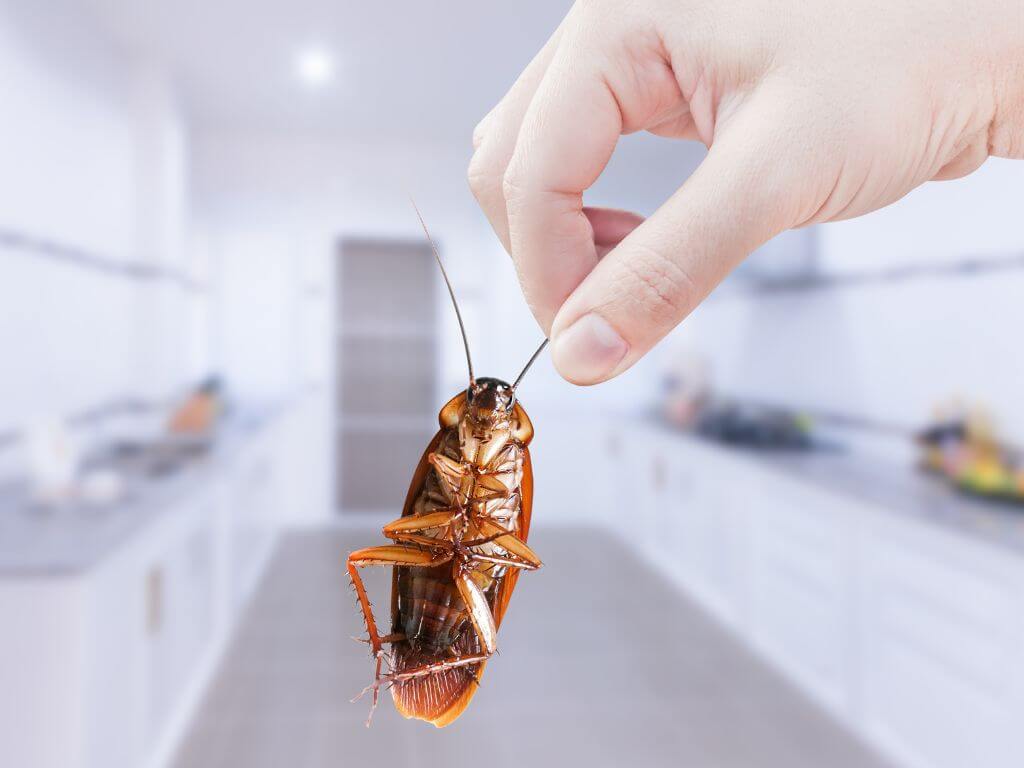 Barata encontrada na cozinha da casa