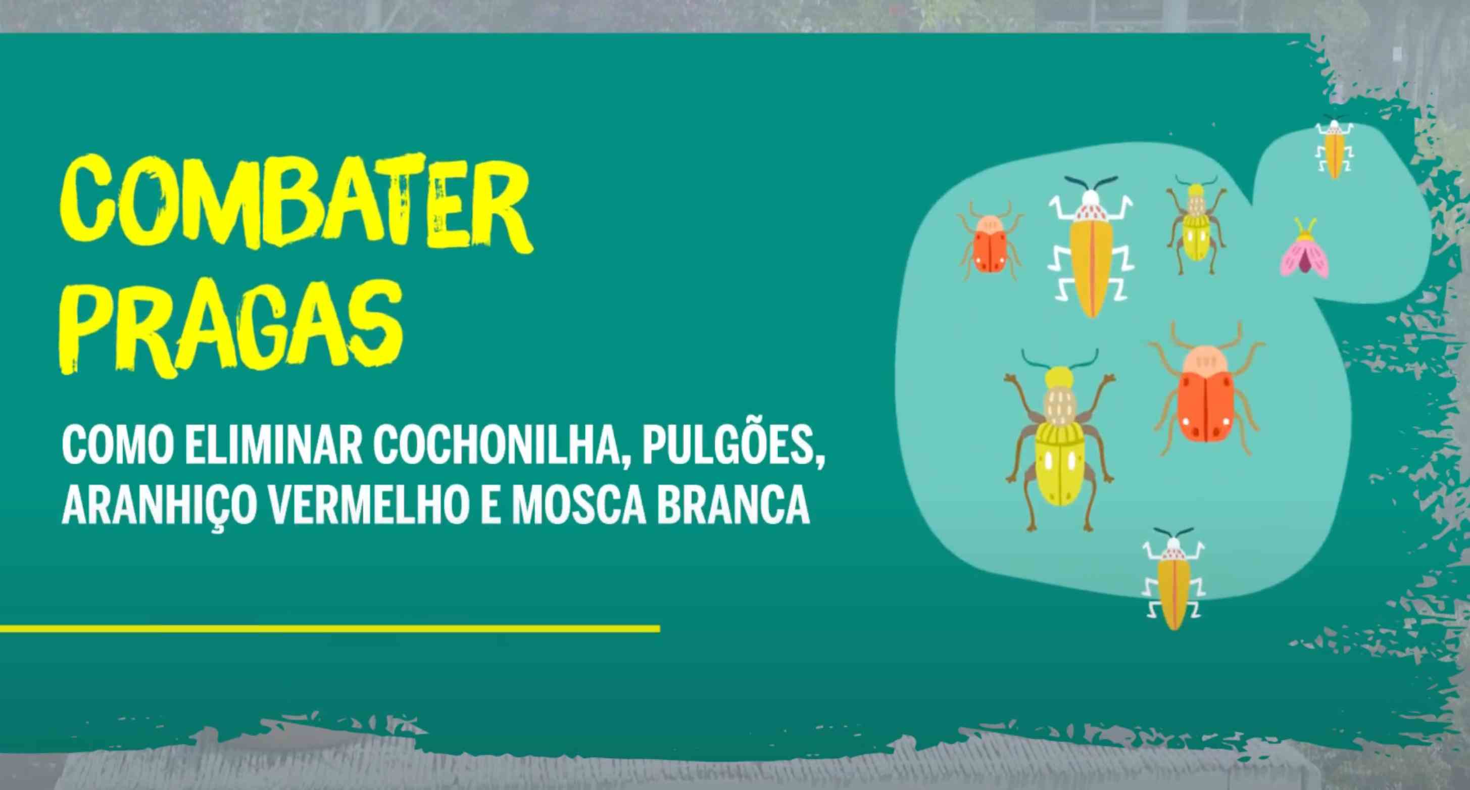 inseticidas combater pragas nas plantas