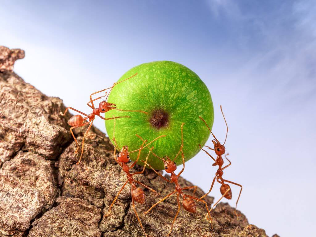 infestação de formigas a levar uma maçã