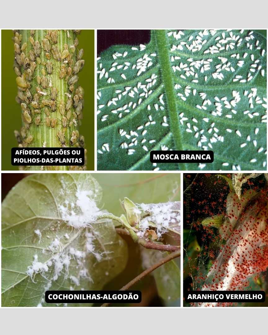 pragas de jardim e tratamento com inseticida