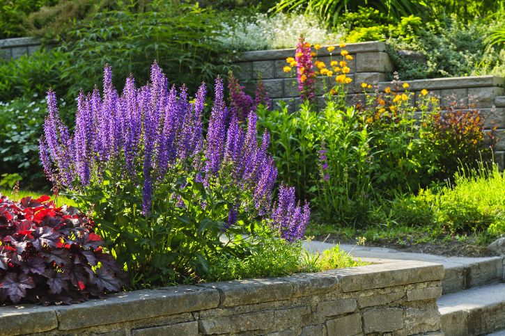 jardim com plantas