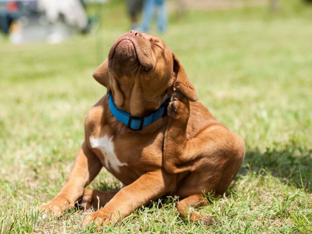 pulgas no cão com comichão