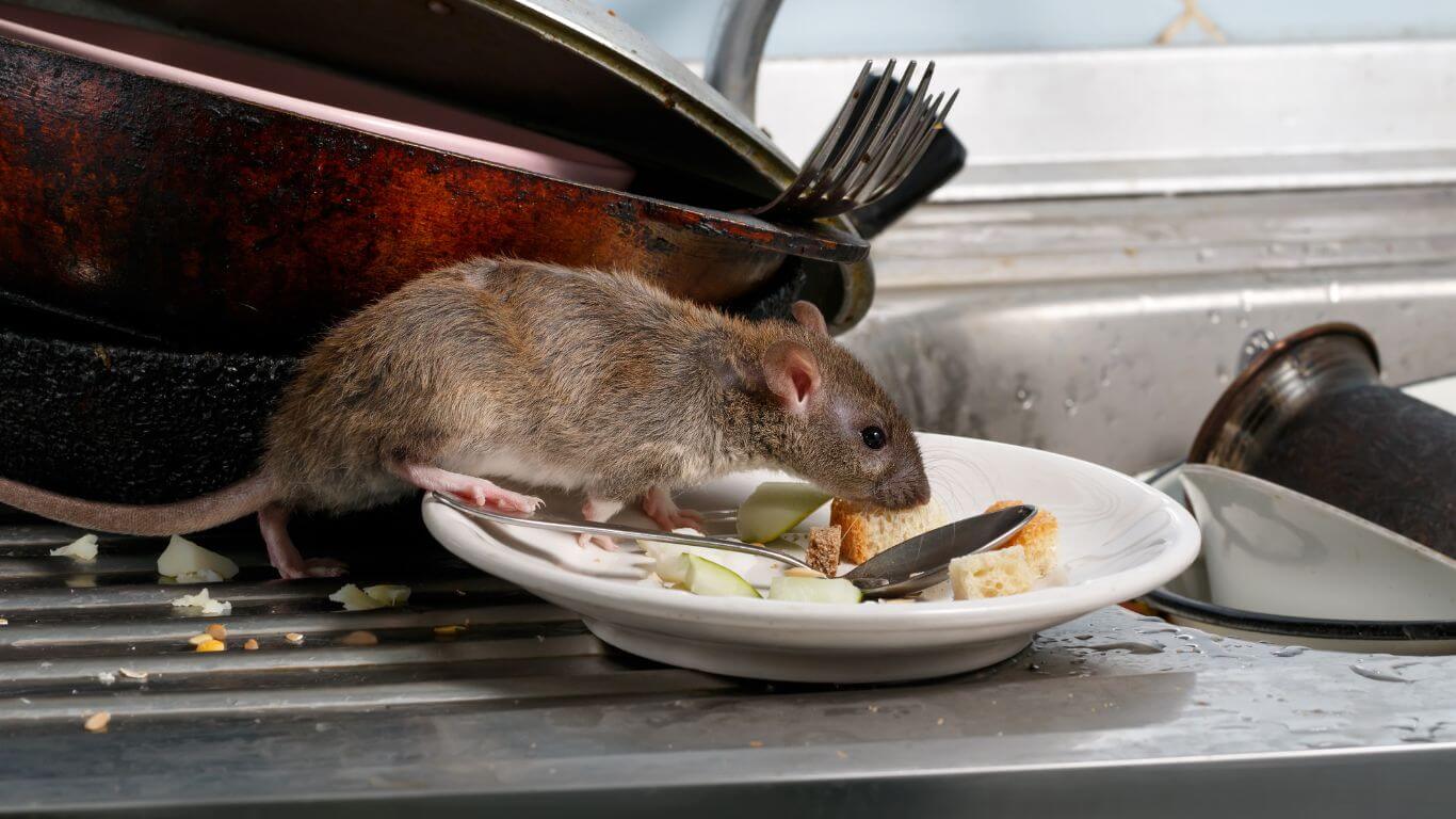 rato a comer na cozinha