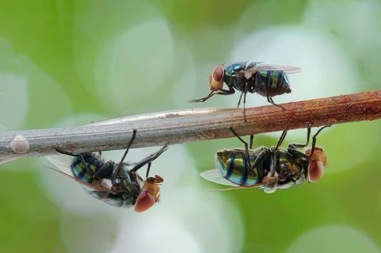 infestação de moscas