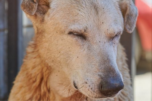 cão com pulgas