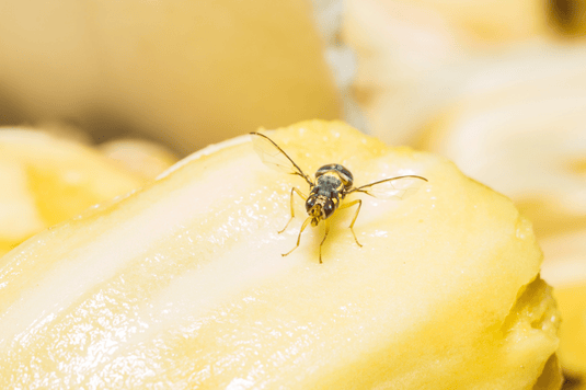 mosca da fruta