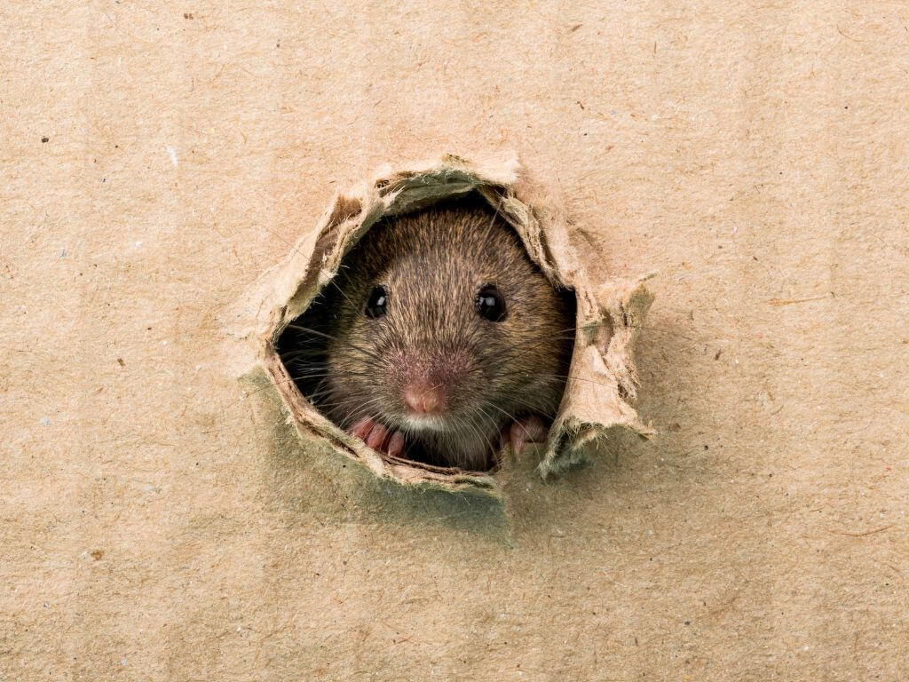Rato escondido em casa