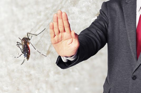 eliminar mosquitos