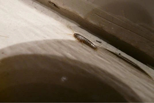 peixinho da prata em casa