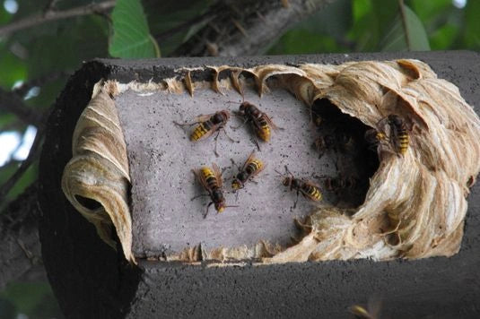 Tipos de vespa: Vespa Comum vs. Asiática