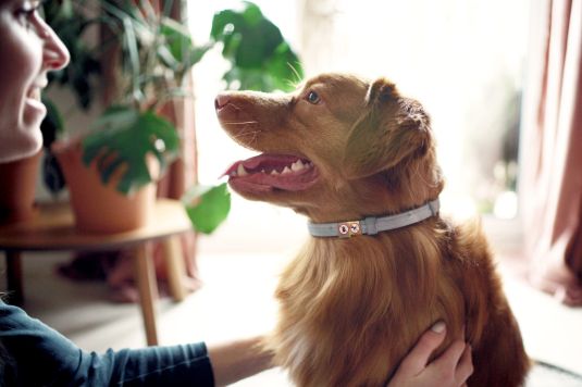 cão com coleira anti pulgas