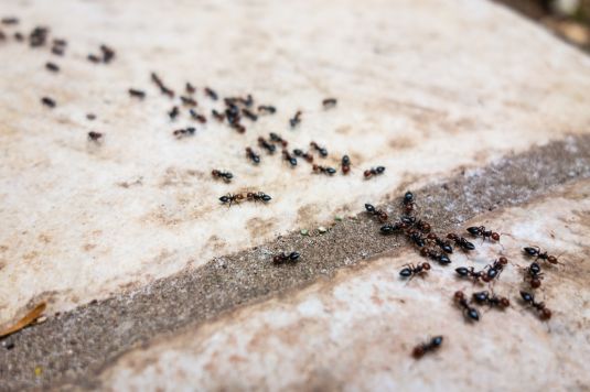 colónia de formigas