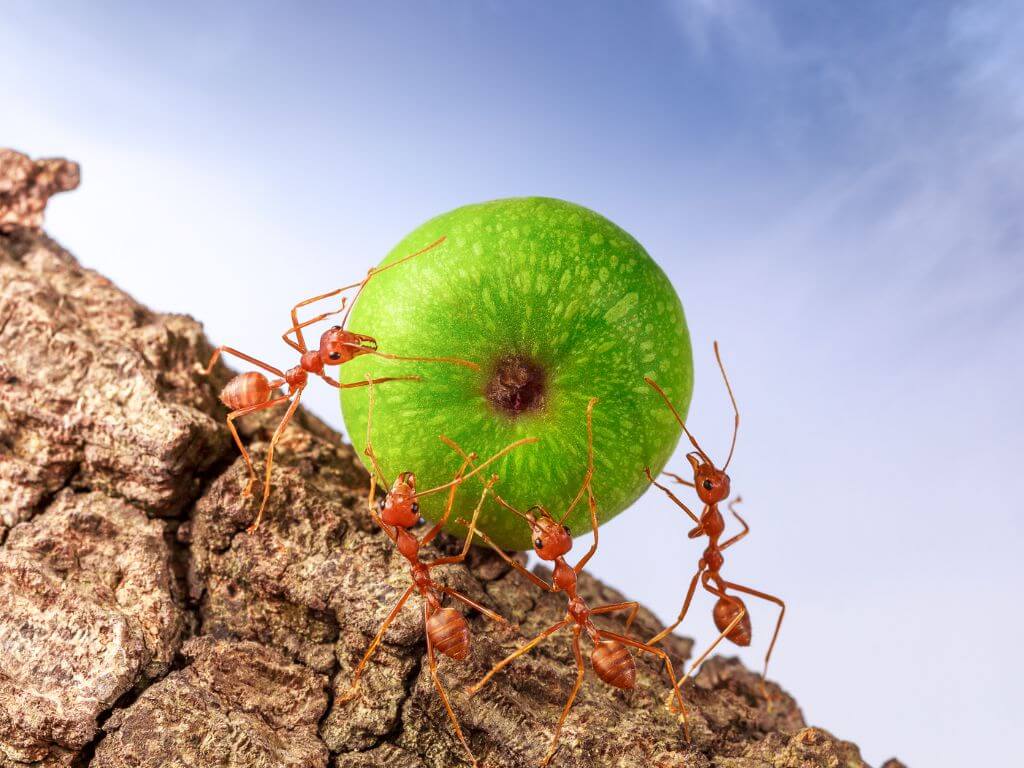 Formigas: ciclo de vida, espécies de formigas e curiosidades