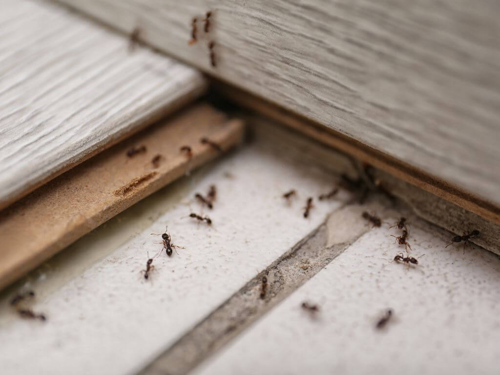 infestação de formigas em casa