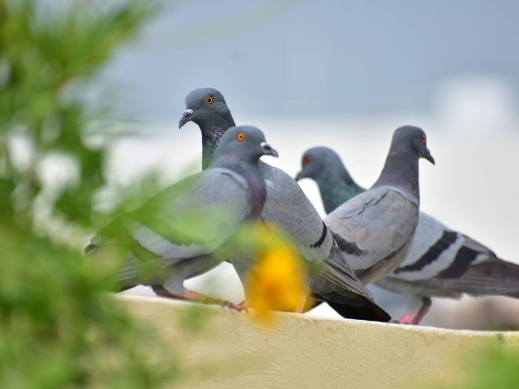 Tudo sobre Pombos: hábitos, biologia e riscos para a saúde
