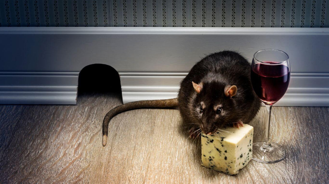 rato encontrado dentro de casa