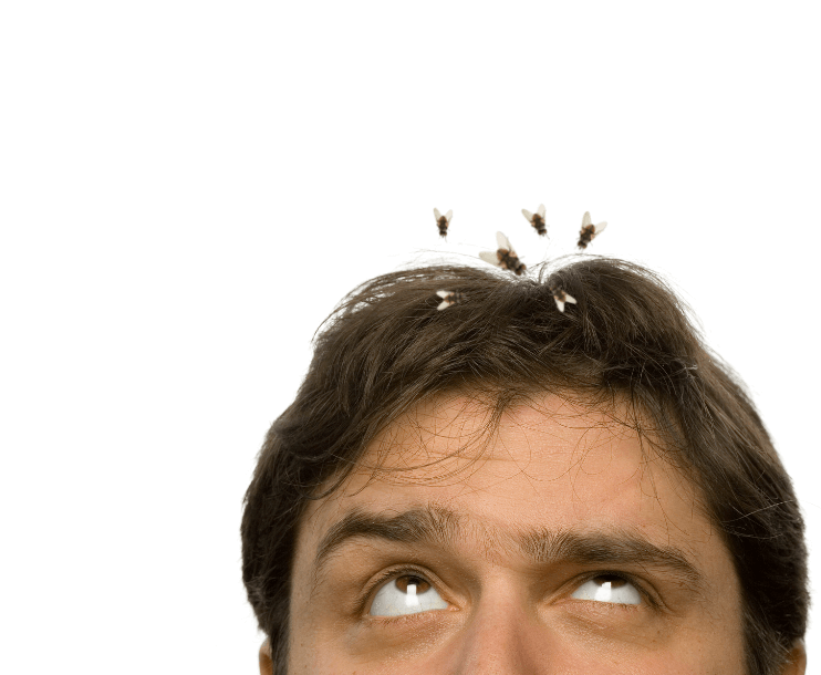 moscas irritantes por cima da cabeça