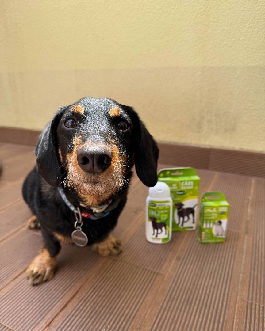 kit anti-pulgas para proteger o cão