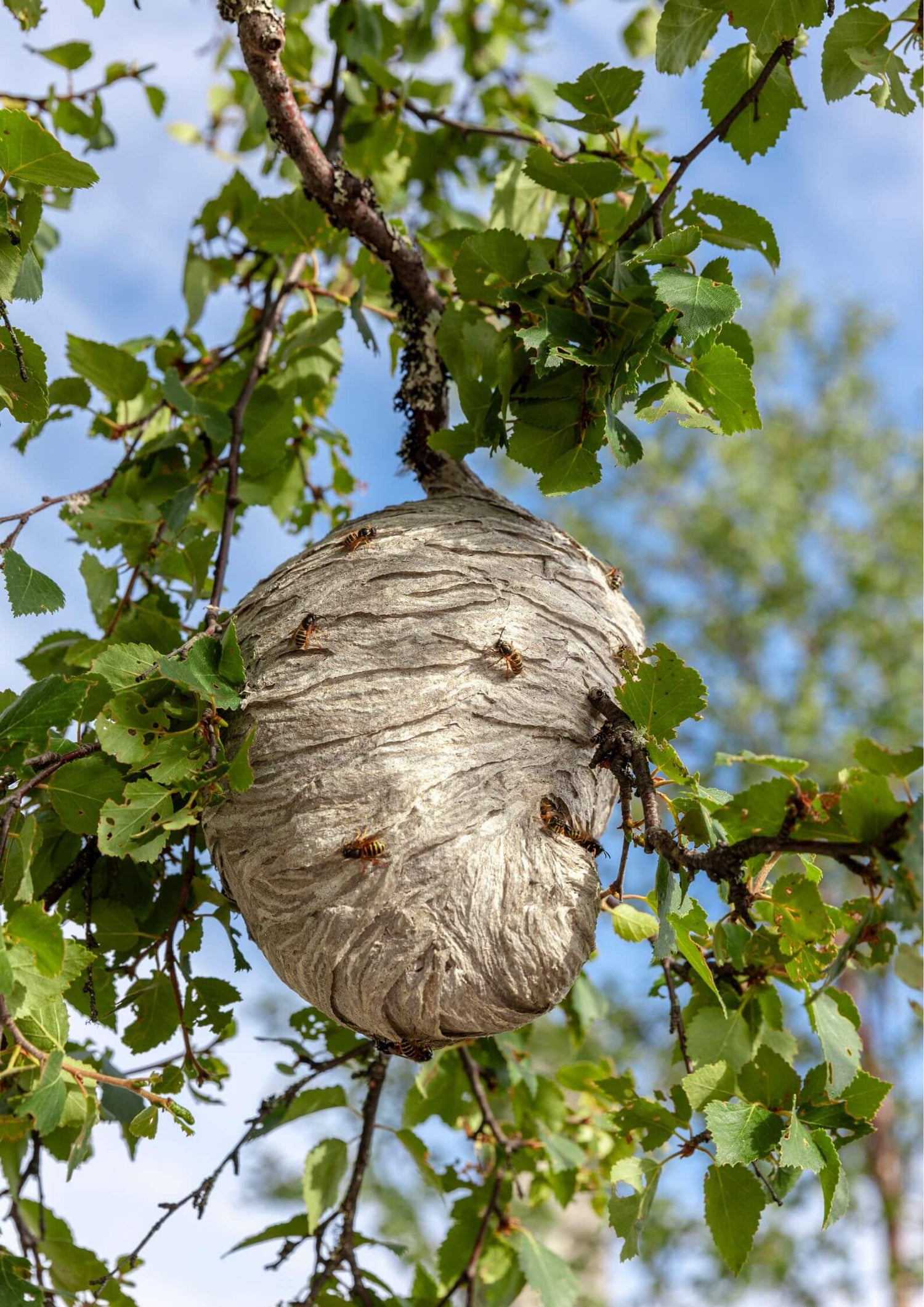 ninho de vespas no ramo da árvore