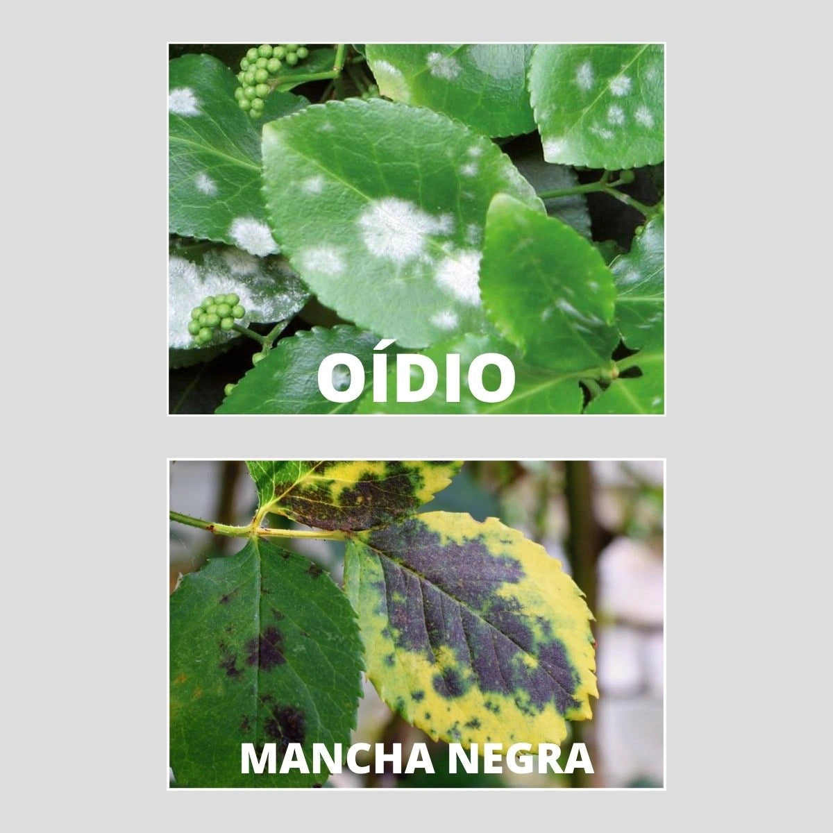 doenças nas plantas