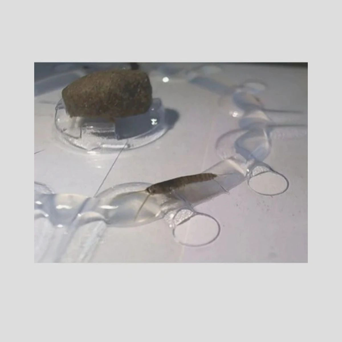 captura de peixinho de prata